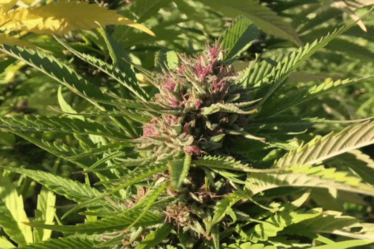 Marihuana en floración