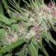 Endangered Cannabis Strains