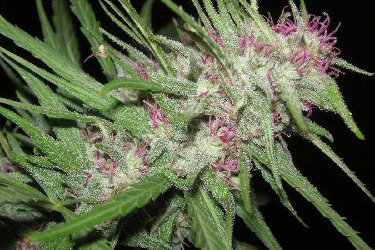 Endangered Cannabis Strains