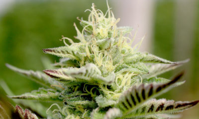 cannabis cultivars