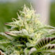 cannabis cultivars