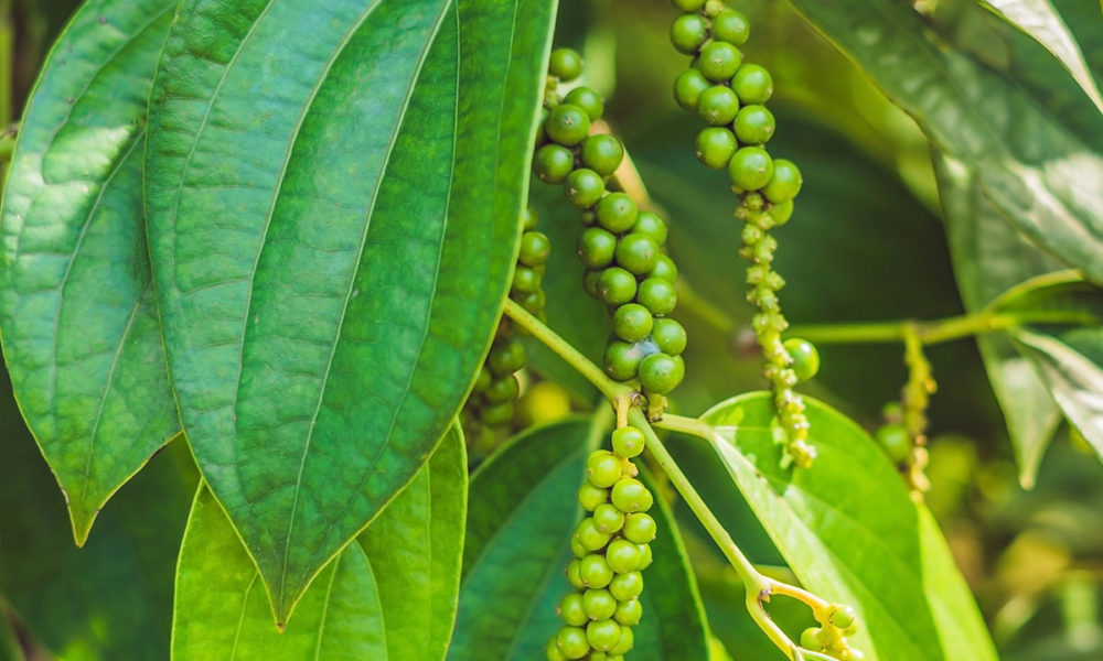 গোল মরিচ গাছ: যত্ন ও চাষের সহজ উপায়