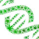Cannabis DNA Tests