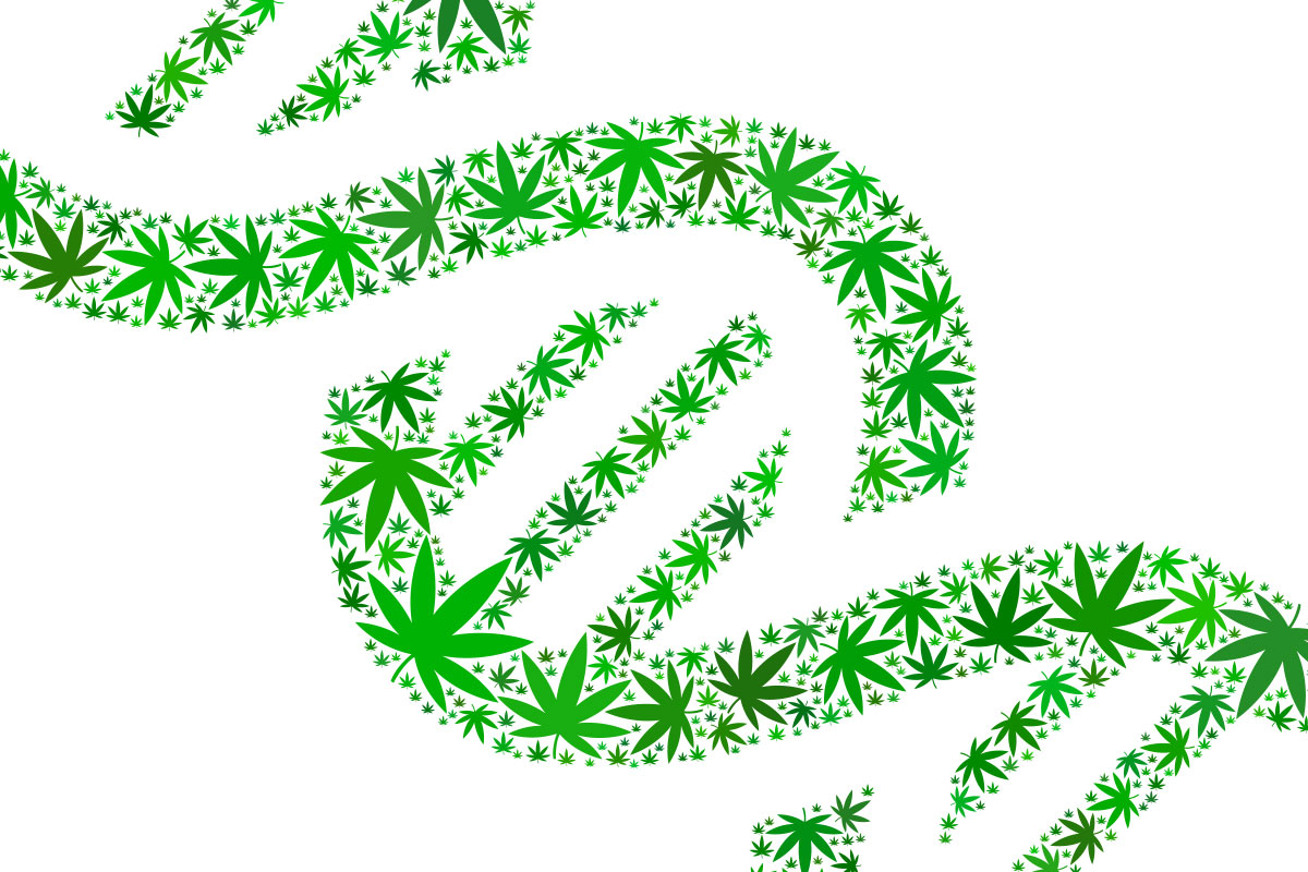 Cannabis DNA Tests