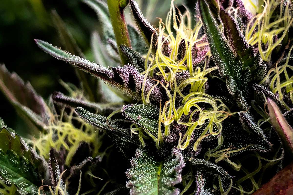 What Are Cannabis Terpenes?