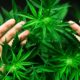 Masterclass in Medical Cannabis