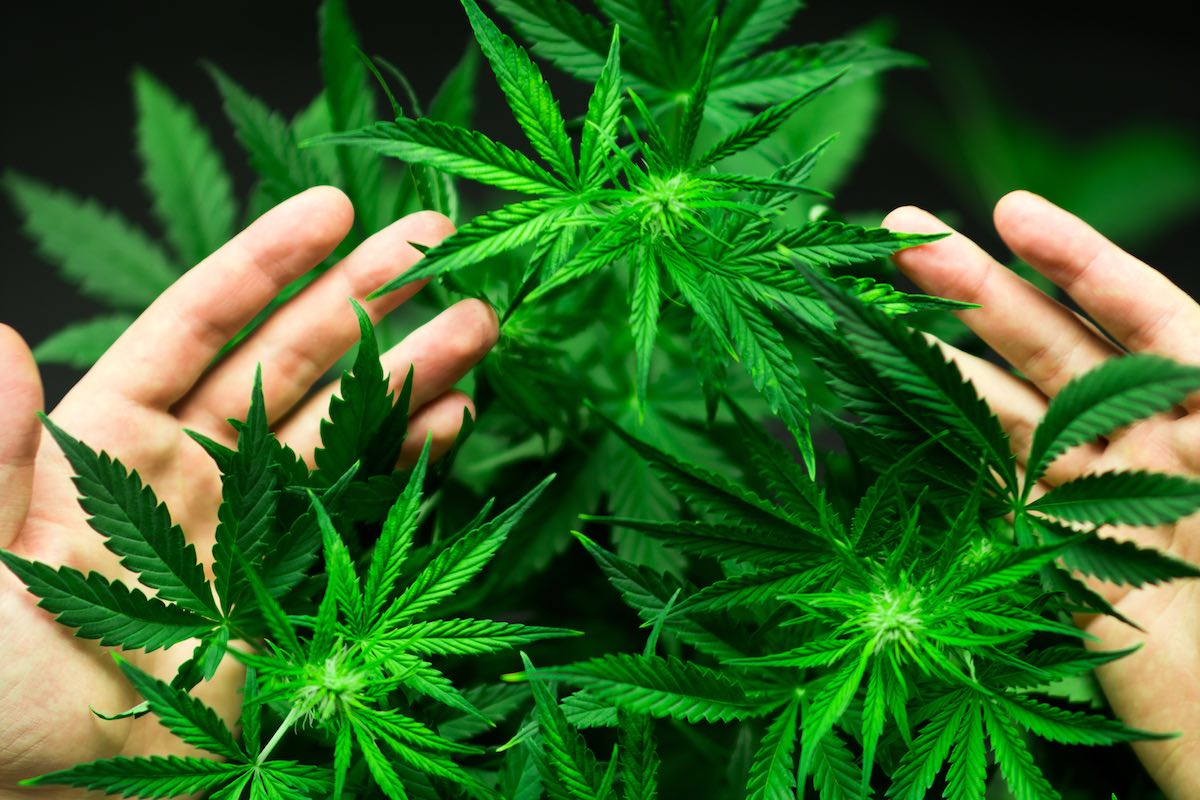 Masterclass in Medical Cannabis