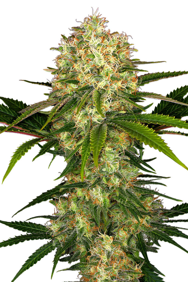 10 Couchlock Cannabis Strains to Help You Stay Home