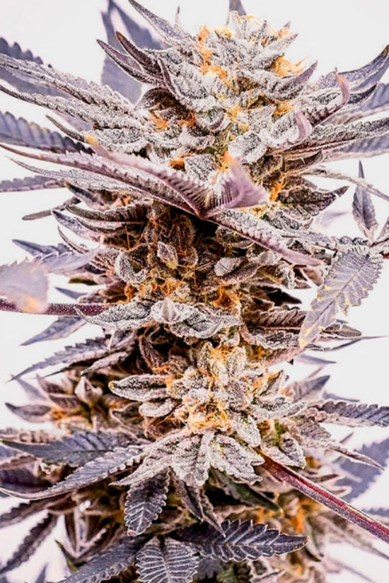 10 Couchlock Cannabis Strains to Help You Stay Home