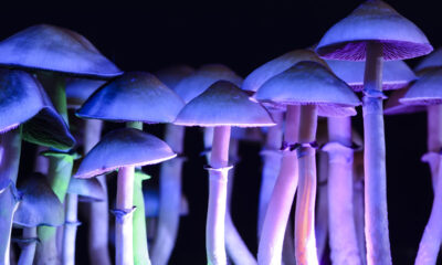 Magic Mushrooms Day