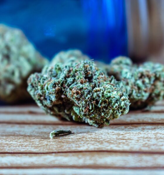 Dried cannabis flowers on a wooden surface beside a blue container