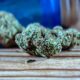 Dried cannabis flowers on a wooden surface beside a blue container