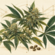 Botanical illustration of cannabis flowers, green leaves and seeds against an ivory background with greenhouse outlines.