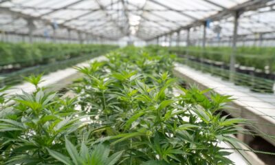 Rows of green cannabis plants inside a greenhouse