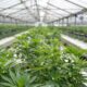 Rows of green cannabis plants inside a greenhouse