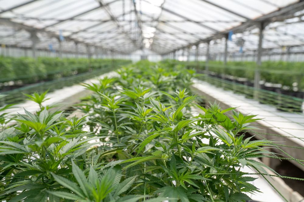Rows of green cannabis plants inside a greenhouse