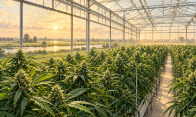 Editorial illustration of cannabis plants growing inside a sunlit greenhouse.
