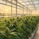 Editorial illustration of cannabis plants growing inside a sunlit greenhouse.