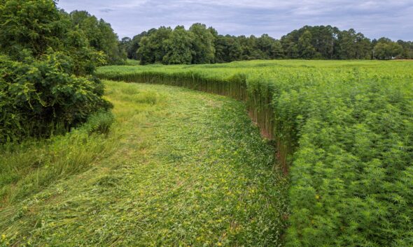 Green hemp field bordered by trees beneath a cloudy sky