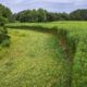 Green hemp field bordered by trees beneath a cloudy sky
