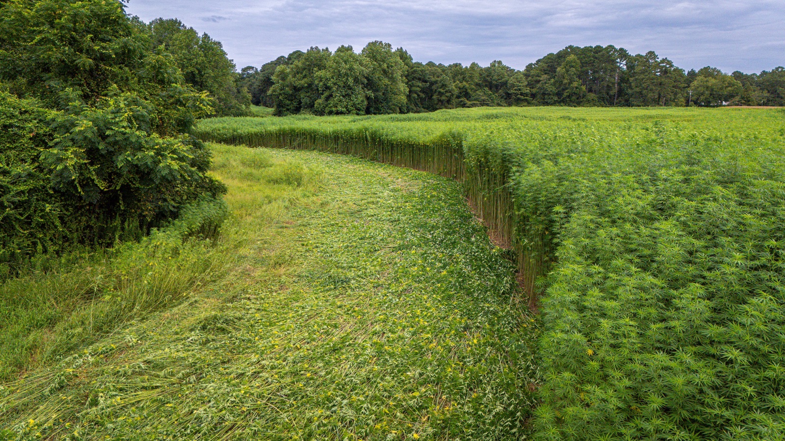 Green hemp field bordered by trees beneath a cloudy sky