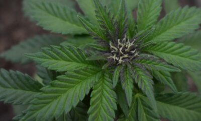 Green cannabis leaves surrounding a budding flower