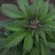 Green cannabis leaves surrounding a budding flower