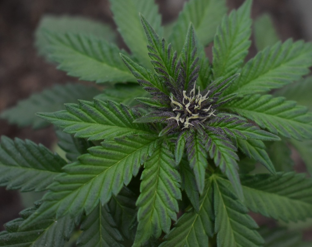Green cannabis leaves surrounding a budding flower