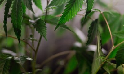 Cannabis plants growing indoors with a blurred cultivation area behind them