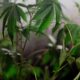 Cannabis plants growing indoors with a blurred cultivation area behind them