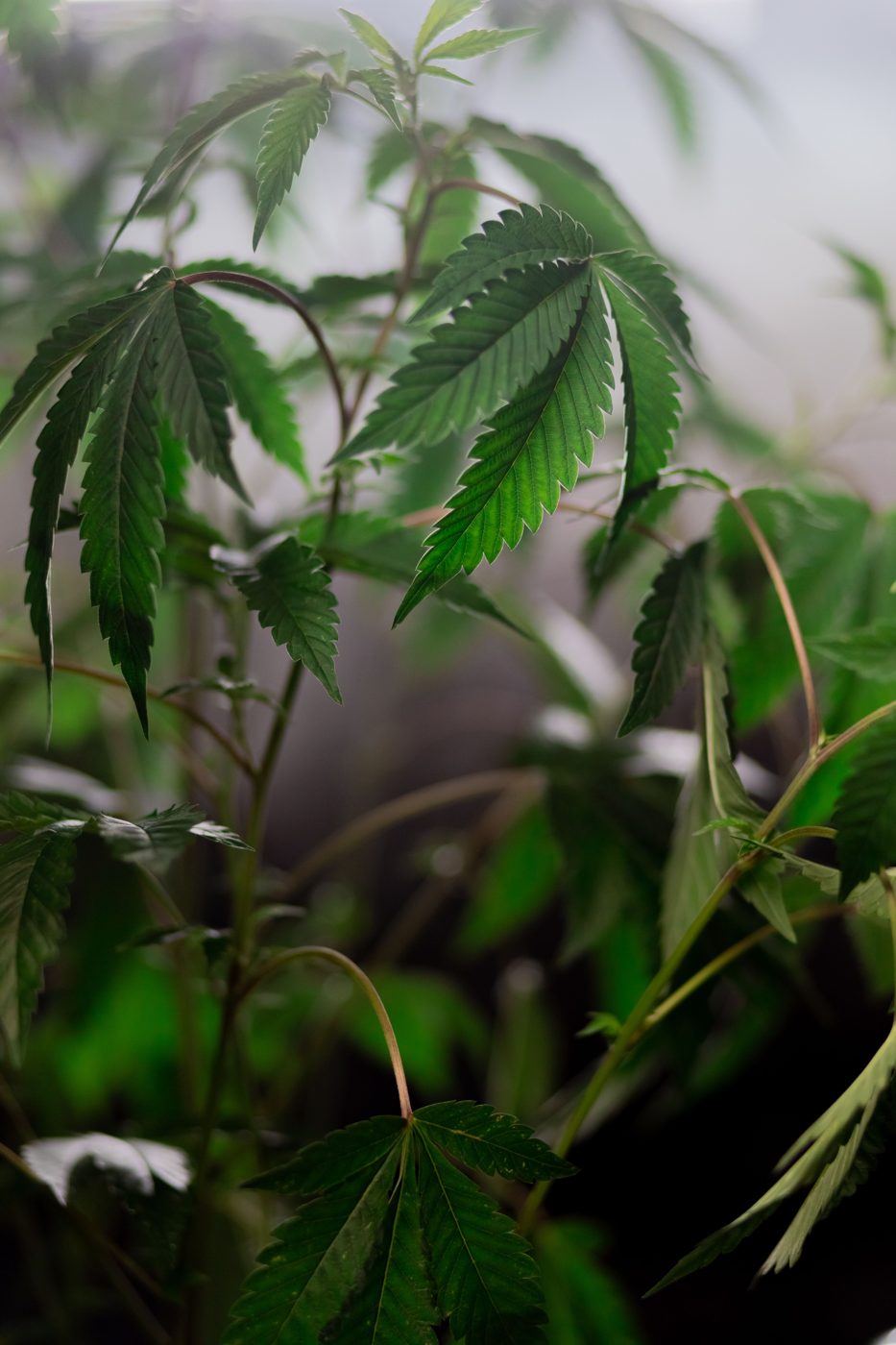 Cannabis plants growing indoors with a blurred cultivation area behind them