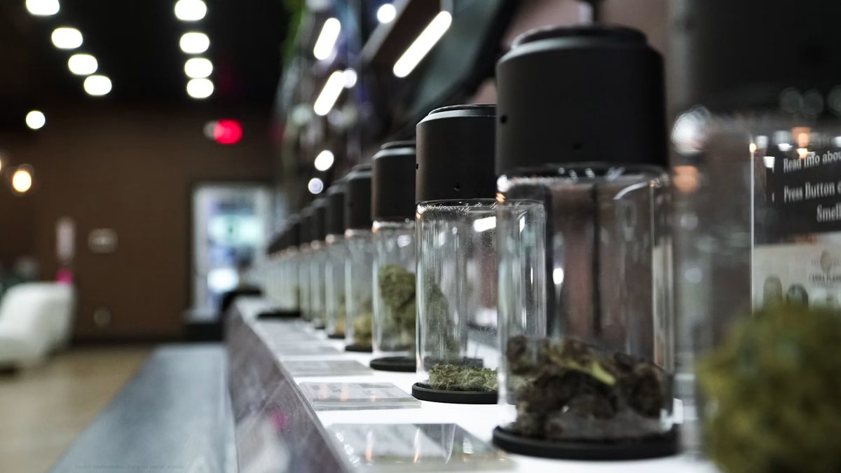 Glass jars of dried cannabis flower arranged on a retail counter