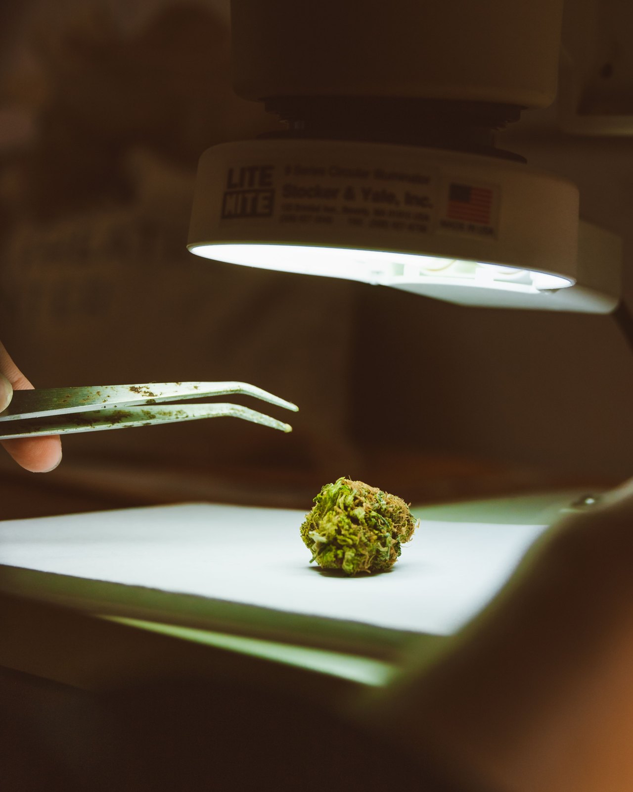 Cannabis flower beneath a laboratory inspection lamp beside tweezers
