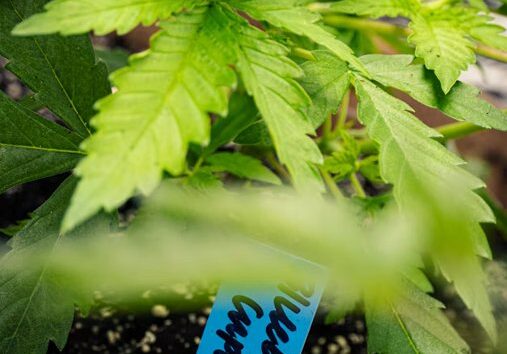 Young cannabis plant in a pot with a Blueberry Cupcake label
