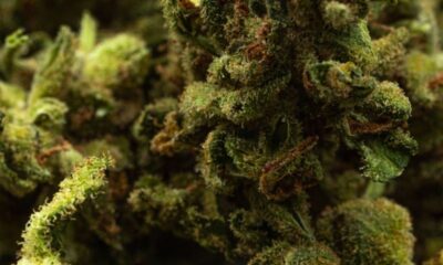 Close-up of dried cannabis flowers showing their textured surface