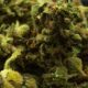 Close-up of dried cannabis flowers showing their textured surface