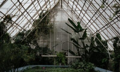 Potted plants beneath the glass roof of a greenhouse