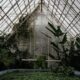 Potted plants beneath the glass roof of a greenhouse