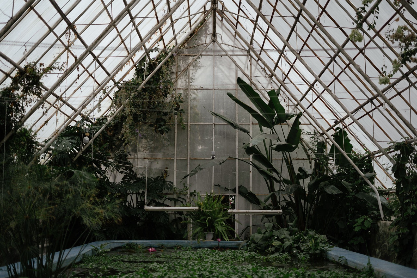 Potted plants beneath the glass roof of a greenhouse