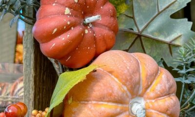 Orange pumpkins and colorful autumn leaves in a seasonal display