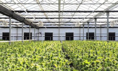 Rows of cannabis plants growing inside a sunlit greenhouse