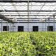 Rows of cannabis plants growing inside a sunlit greenhouse