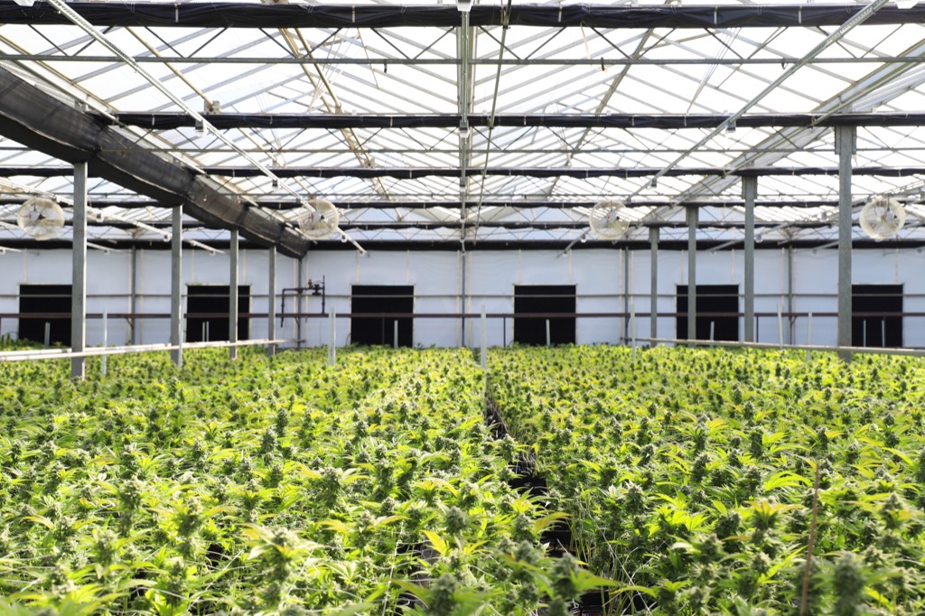 Rows of cannabis plants growing inside a sunlit greenhouse